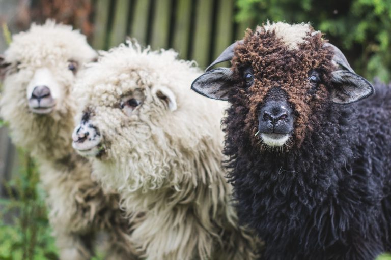 dwie białe owce i jedna czarna - dlaczego warto pisać złe teksty